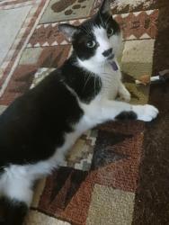 Lost Male Cat last seen Franklin Woods by Walmart, Niles, MI 49120