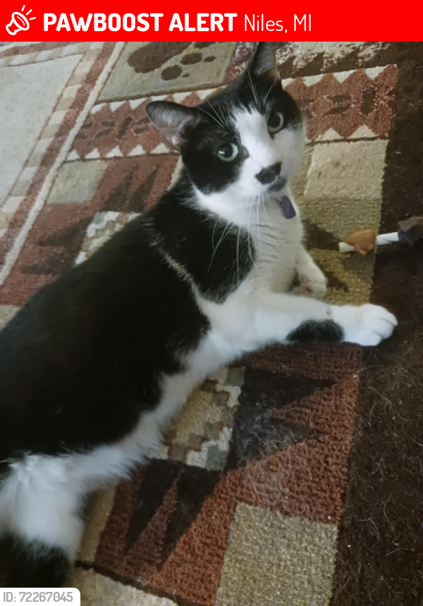 Lost Male Cat last seen Franklin Woods by Walmart, Niles, MI 49120