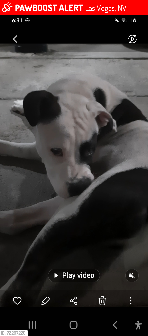 Lost Male Dog last seen Maryland pky & Francis st .Across the street from Circle park/ huntridge, Las Vegas, NV 89101