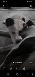 Lost Male Dog last seen Maryland pky & Francis st .Across the street from Circle park/ huntridge, Las Vegas, NV 89101
