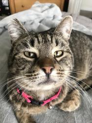 Lost Female Cat last seen E Pine @ 5th St, Meridian ID 83642, Meridian, ID 83642