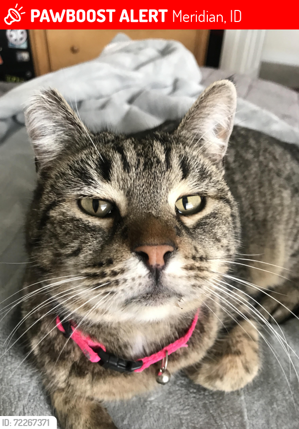 Lost Female Cat last seen E Pine @ 5th St, Meridian ID 83642, Meridian, ID 83642