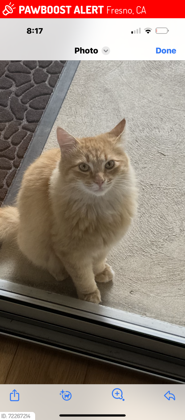 Lost Male Cat last seen Audubon “The Bluffs” , Fresno, CA 93711