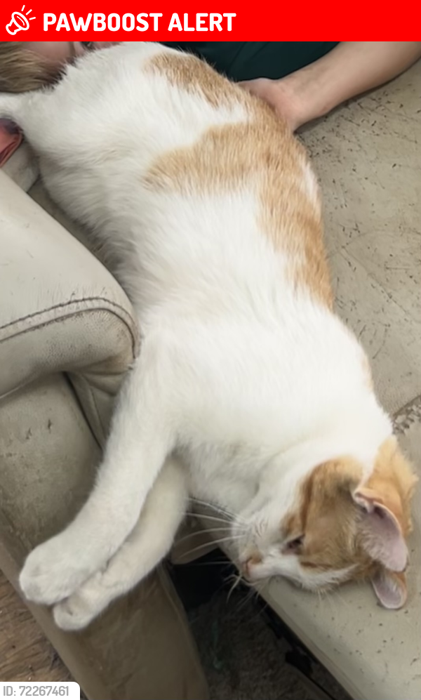Lost Male Cat last seen Near and S. Lookout Mountain Td, Jefferson County, CO 80401