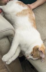 Lost Male Cat last seen Near and S. Lookout Mountain Td, Jefferson County, CO 80401