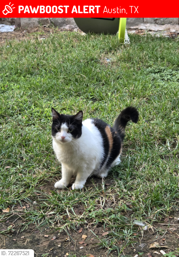 Lost Female Cat last seen Boulder ln, Austin, TX 78726
