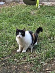 Lost Female Cat last seen Boulder ln, Austin, TX 78726