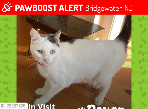 Lost Female Cat last seen Berrywood Lane near Foothill Rd. and Twin Oaks Rd., Bridgewater, NJ 08807