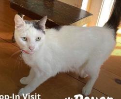 Lost Female Cat last seen Berrywood Lane near Foothill Rd. and Twin Oaks Rd., Bridgewater, NJ 08807