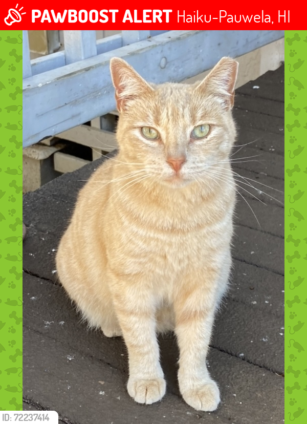 Lost Female Cat last seen Kihau Pl. and Haiku Rd., Haiku-Pauwela, HI 96708