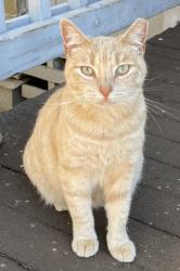 Lost Female Cat last seen Kihau Pl. and Haiku Rd., Haiku-Pauwela, HI 96708