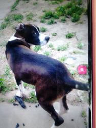 Lost Male Dog last seen Cherokee and filbert, Stockton, CA 95205
