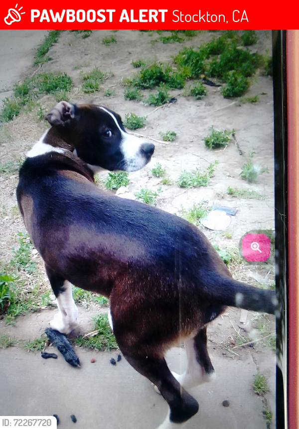 Lost Male Dog last seen Cherokee and filbert, Stockton, CA 95205