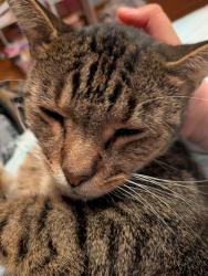 Lost Male Cat last seen 43rd St and Carlisle , Kansas City, MO 64133