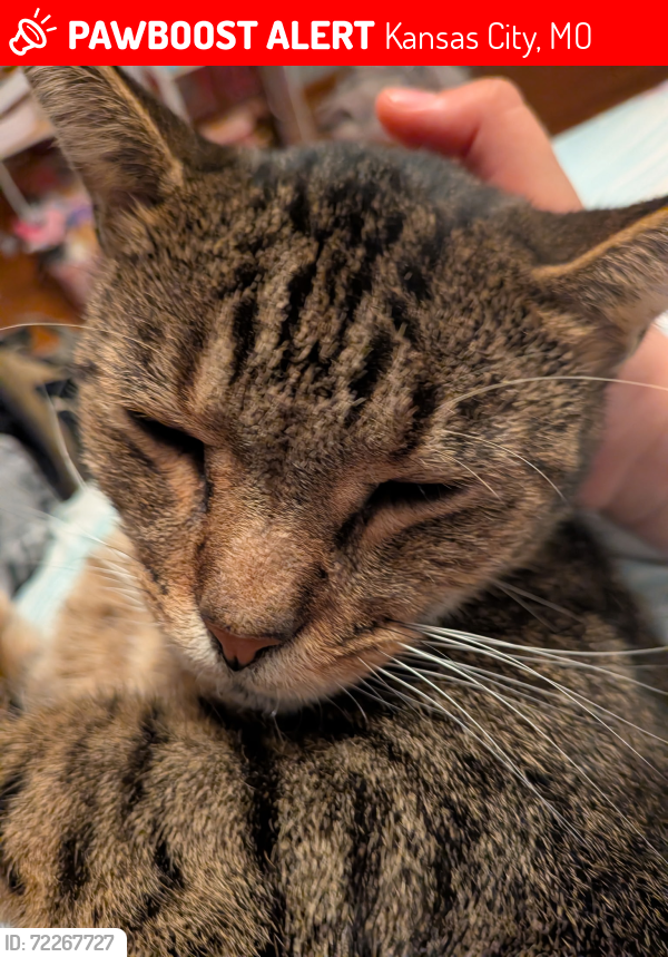 Lost Male Cat last seen 43rd St and Carlisle , Kansas City, MO 64133