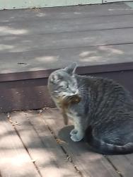 Lost Female Cat last seen German Church Rd and 56th St Indianapolis IN, Indianapolis, IN 46235