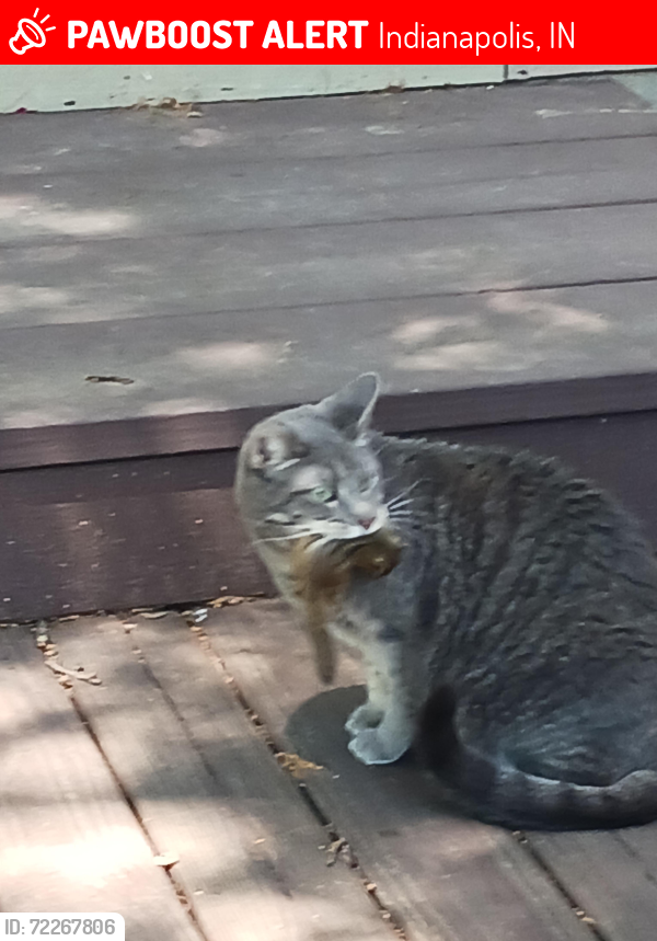 Lost Female Cat last seen German Church Rd and 56th St Indianapolis IN, Indianapolis, IN 46235