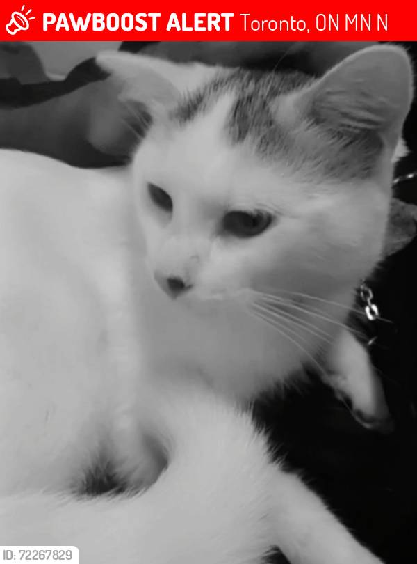 Lost Male Cat last seen Jane and Finch , Toronto, ON M3N 1N3