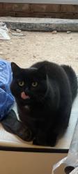 Lost Female Cat last seen Clifton campus Nottingham , Clifton, England NG11