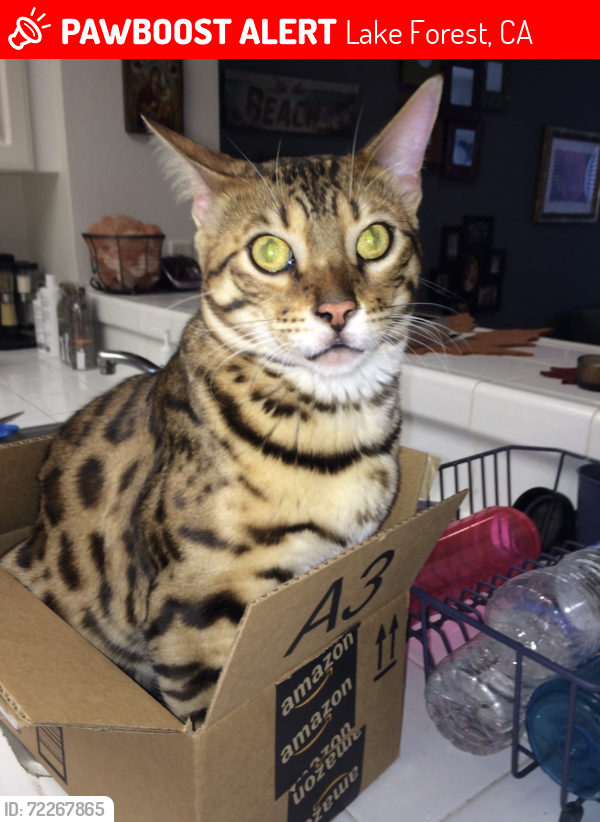 Lost Male Cat last seen Near rue Monet , Lake Forest, CA 92610