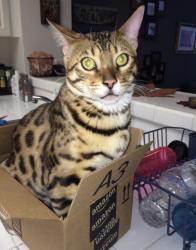 Lost Male Cat last seen Near rue Monet , Lake Forest, CA 92610