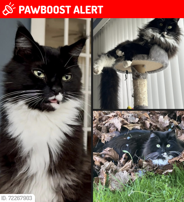Lost Male Cat last seen Sobeys Wyse Rd , Dartmouth, NS B3A 1W6