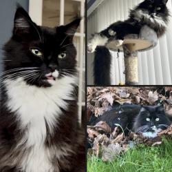 Lost Male Cat last seen Sobeys Wyse Rd , Dartmouth, NS B3A 1W6