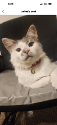 Lost Male Cat last seen West road, Novi, MI 48375