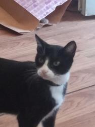 Lost Male Cat last seen Highway 30, Cedar Rapids, IA 52404