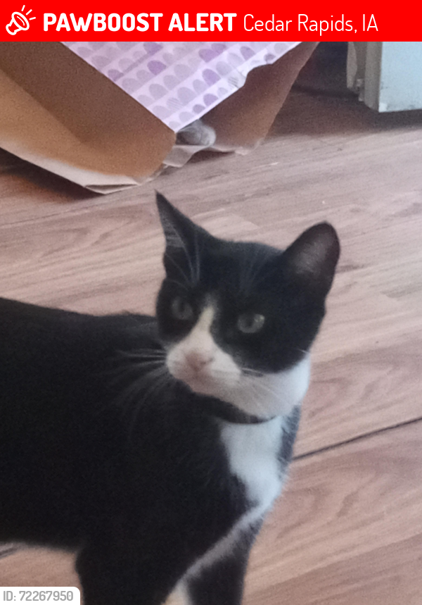 Lost Male Cat last seen Highway 30, Cedar Rapids, IA 52404