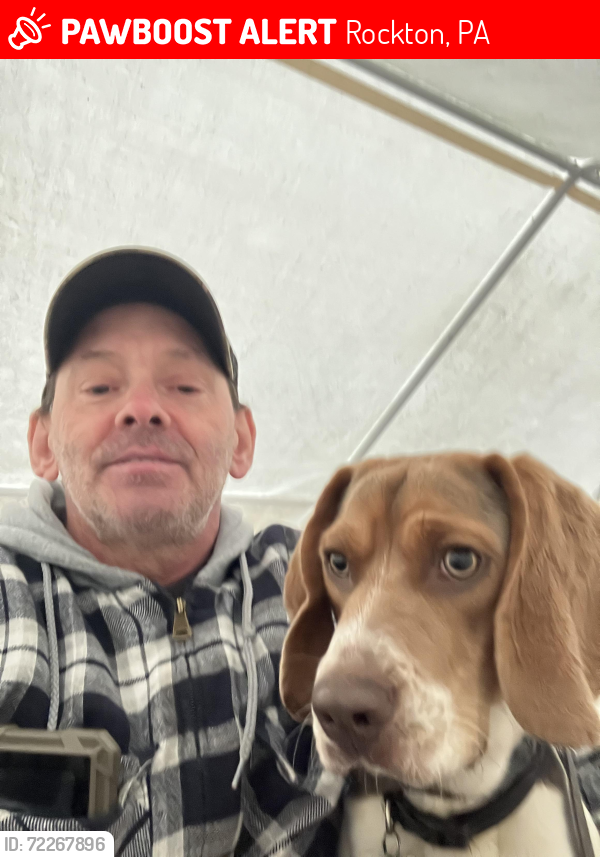Lost Male Dog last seen Anderson creek road Rockton pa beside the reservoir , Rockton, PA 15856