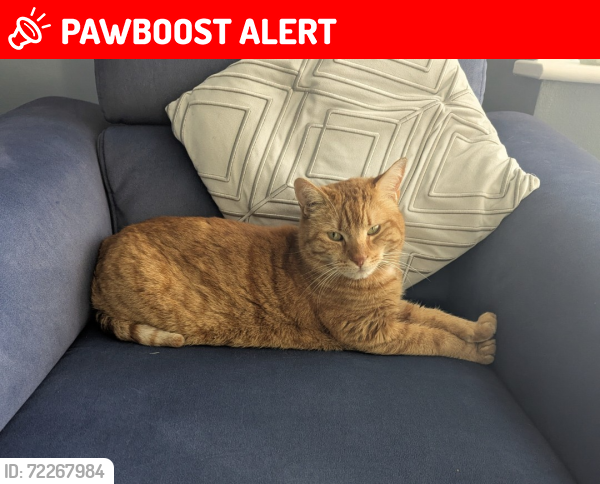 Lost Male Cat last seen Milking Bank est, West Midlands, England DY1 2TN