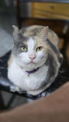 Lost Female Cat last seen Constitution / William Pitt Ln (Pembrook Manor) Neighborhood near Pembroke Target, Virginia Beach, VA 23462
