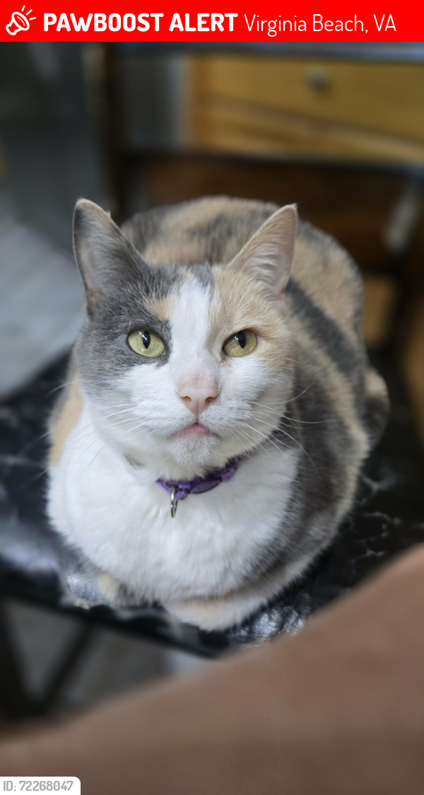 Lost Female Cat last seen Constitution / William Pitt Ln (Pembrook Manor) Neighborhood near Pembroke Target, Virginia Beach, VA 23462