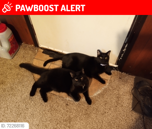 Lost Male Cat last seen Armco drive, Homeacre-Lyndora, PA 16045