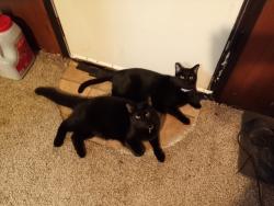 Lost Male Cat last seen Armco drive , Homeacre-Lyndora, PA 16045