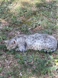 Lost Male Cat last seen Target or kohl’s , Lynchburg, VA 24502