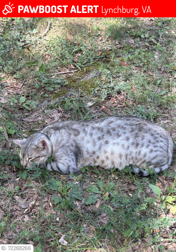 Lost Male Cat last seen Target or kohl’s , Lynchburg, VA 24502