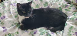Lost Female Cat last seen Marfell St & Homestead Pkwy, Erie, CO 80516
