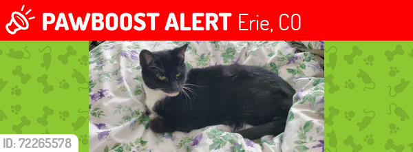 Lost Female Cat last seen Marfell St & Homestead Pkwy, Erie, CO 80516