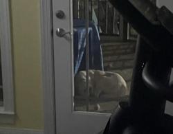 Lost Female Dog last seen Final approach, Fayetteville, NC 28312
