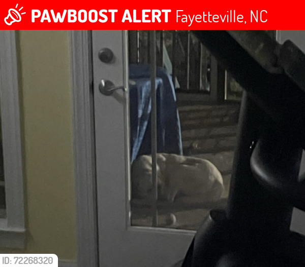 Lost Female Dog last seen Final approach, Fayetteville, NC 28312