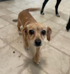 Lost Female Dog last seen CR 233, Shiro, TX 77876