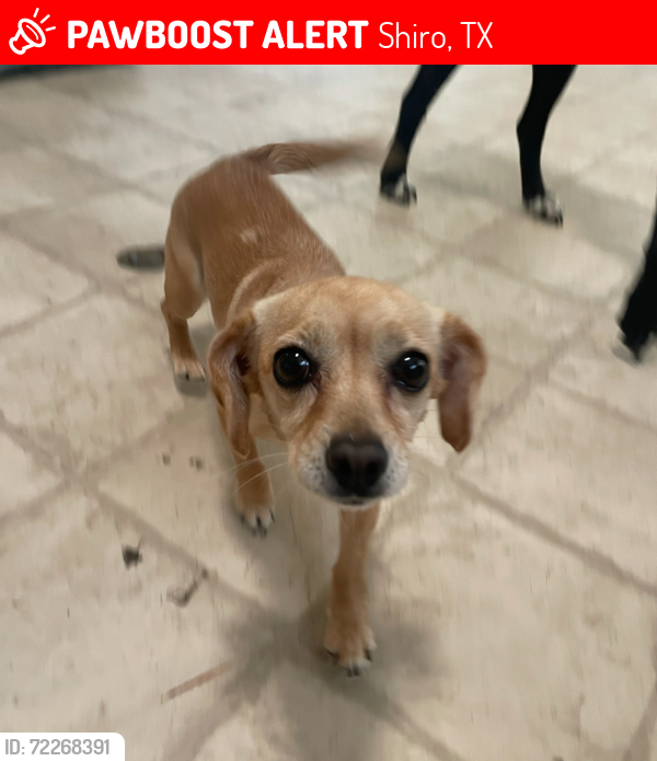 Lost Female Dog last seen CR 233, Shiro, TX 77876