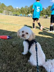 Lost Male Dog last seen Windsor Park Neighborhood, St. Martin area, Ocean Springs, MS 39564