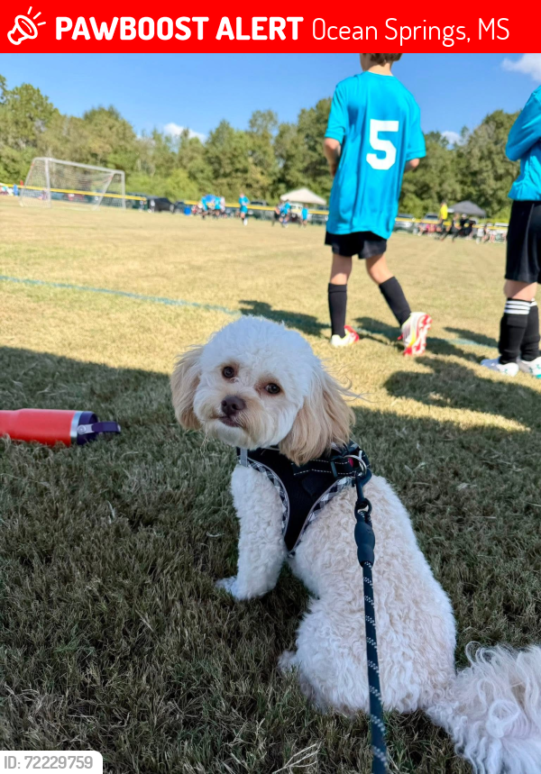 Lost Male Dog last seen Windsor Park Neighborhood, St. Martin area, Ocean Springs, MS 39564