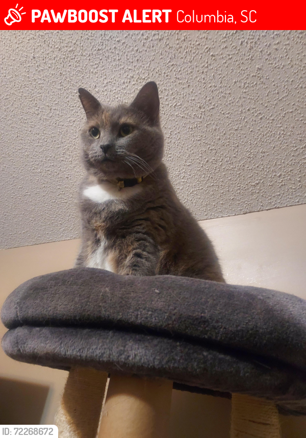 Lost Female Cat last seen Sparkleberry Road, Seacoast Church, Columbia, SC 29229
