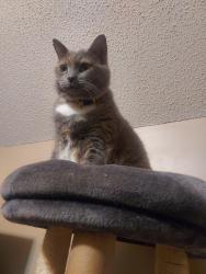 Lost Female Cat last seen Sparkleberry Road, Seacoast Church, Columbia, SC 29229
