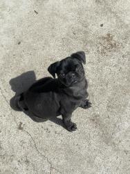 Lost Male Dog last seen  St and 1st ave, Denver, CO 80219