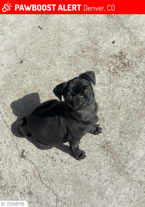 Lost Male Dog last seen  St and 1st ave, Denver, CO 80219
